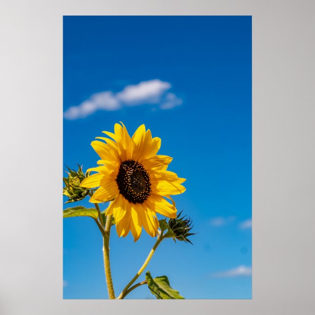 Vibrant Sunflower Bloom Poster (Frente)