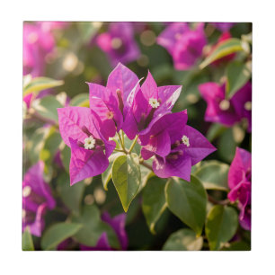 Vibrante Flor de Bougainvillea Roxa Magenta