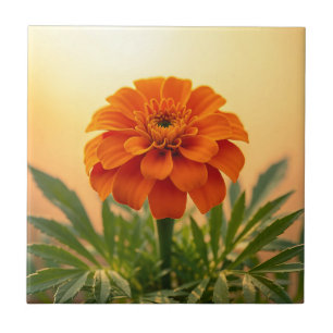 Vibrante Flor de Marigold Laranja Dourado do Pôr d