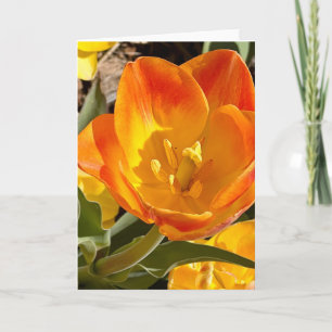 Vibrante Tulipa Laranja Floral Fotografia Cartão e