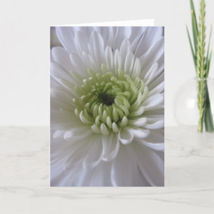 Vida em cartões da flor (2)