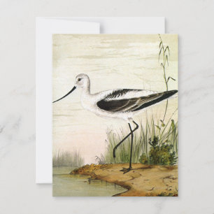 Vida Marinha Antiga Aves Litorâneas, Aves Recurvir