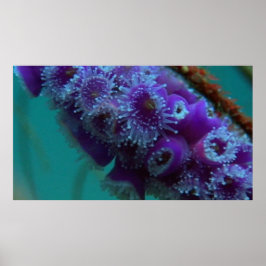 Vida selvagem 12 ouriço marinho poster CU