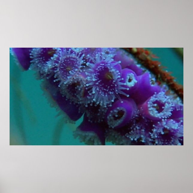 Vida selvagem 12 ouriço marinho poster CU (Frente)