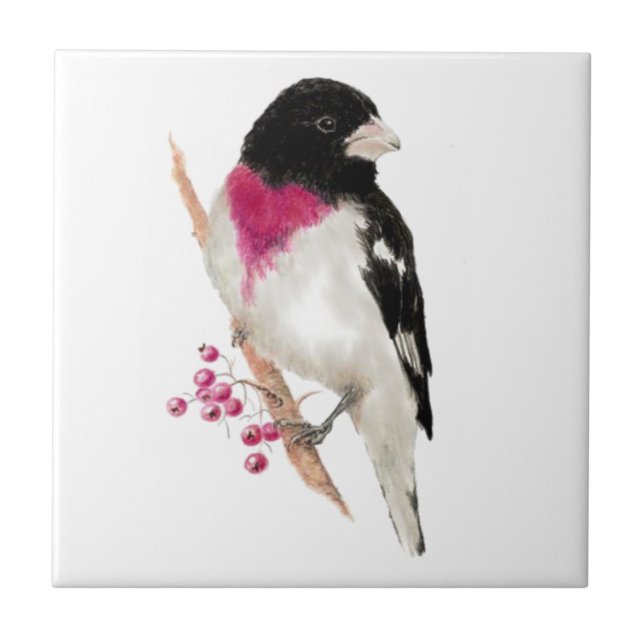 Vida Selvagem de Aves do Grosbeak, com Rosa de Aqu (Frente)