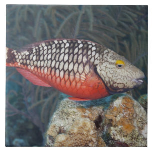 Vida subaquática, PEIXE: um sinal de trânsito