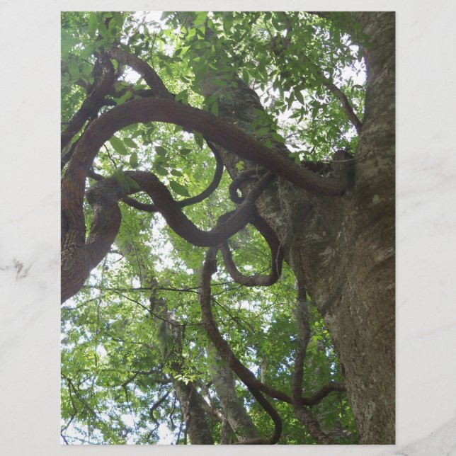 Videiras enroladas em árvore (Frente)