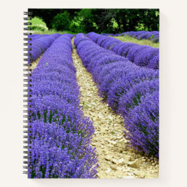 View of lavender fields in the Drôme provencale