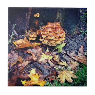 Vila Mushroom