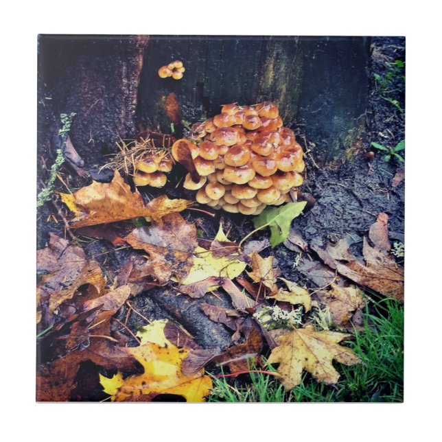 Vila Mushroom (Frente)