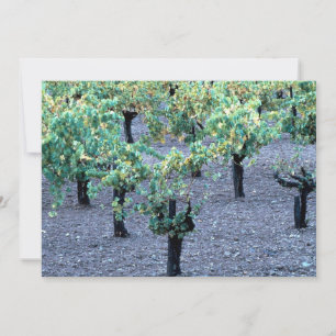 Vineyard, Napa Valley, Califórnia, da Floresta