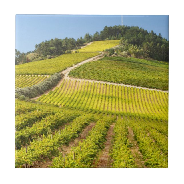 Vineyard, Stellenbosch, Western Cape (Frente)