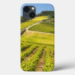 Vineyard, Stellenbosch, Western Cape