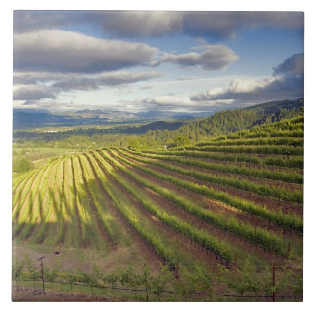 Vineyard. Vale Napa. Napa. Condado de Napa, (Frente)