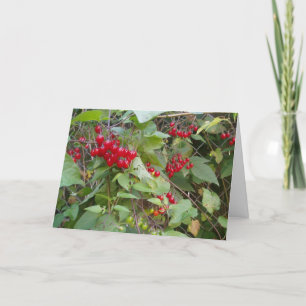 "Vinha Tangida" Consiga Um Cartão