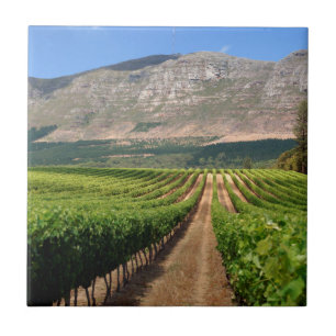 Vinhas da Propriedade Vinícola Groot Constantia