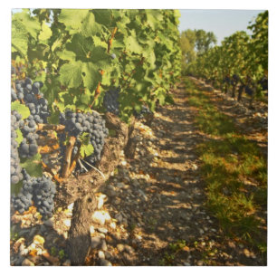Vinhas de Cabernet Sauvignon em uma fileira na