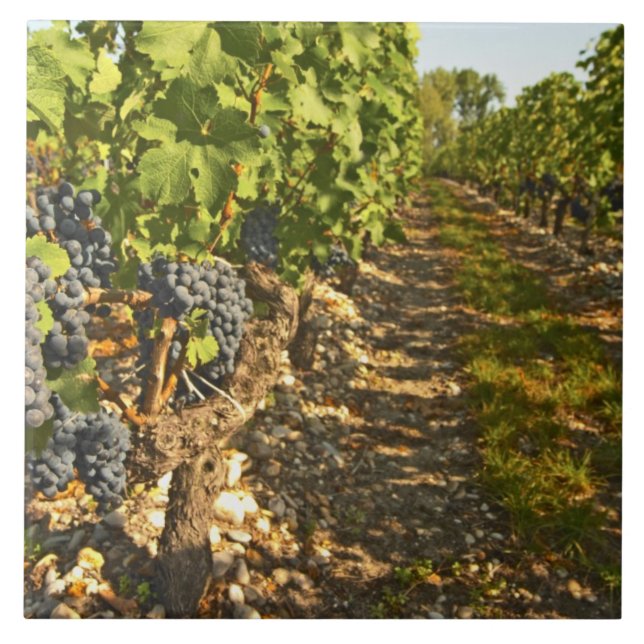 Vinhas de Cabernet Sauvignon em uma fileira na (Frente)