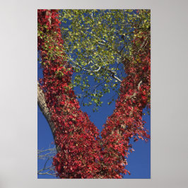 Vinhas De Outono Em Poster