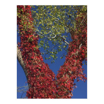 Vinhas De Outono Em Poster