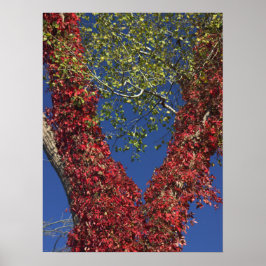 Vinhas De Outono Em Poster