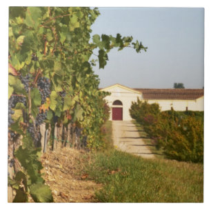 Vinhas, videiras petit verdot e a adega ao