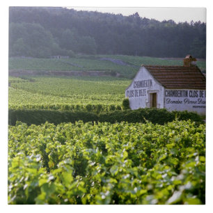vinhedo Chambertin Clos de Beze Grand Cru com