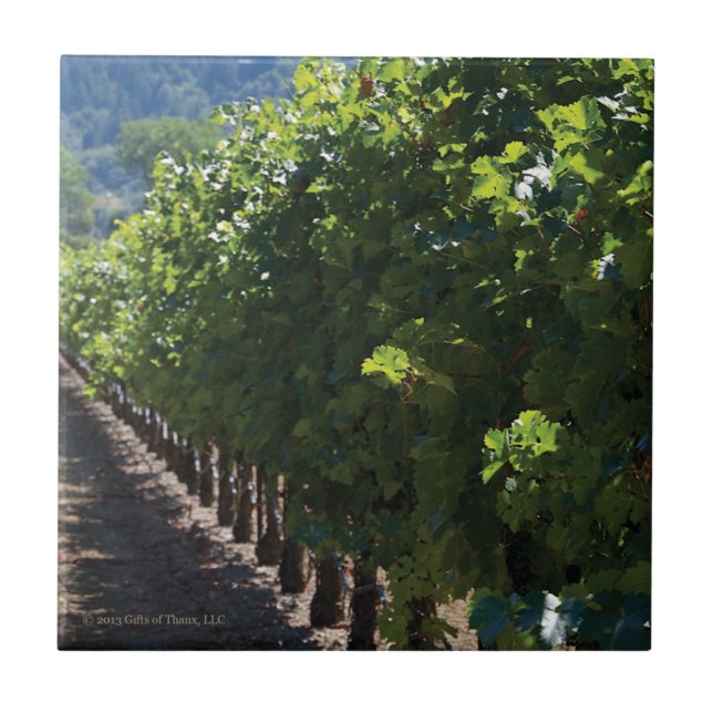 Vinhedo de Sonoma County - azulejo (Frente)
