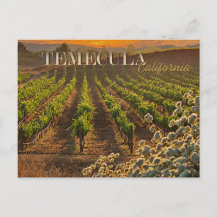 Vinho Temecula País Cartão postal Vinha
