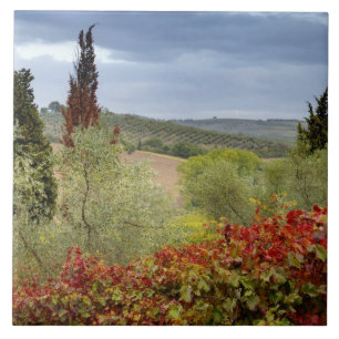 Vinícola perto de Montalcino, Toscana, Itália