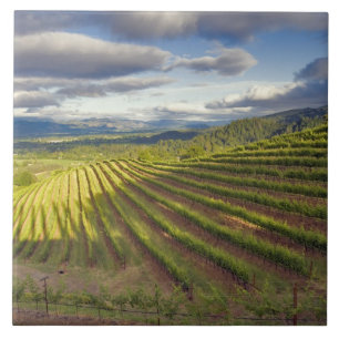 Vinícola. Vale de Napa. Napa. Condado de Napa,