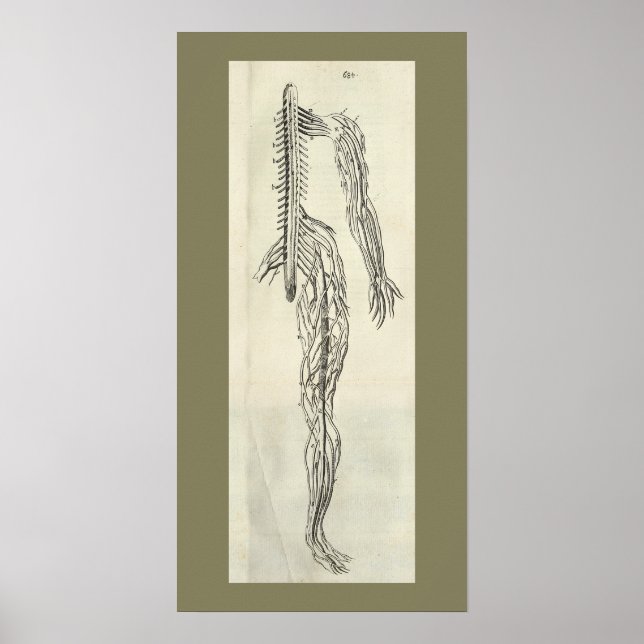 Vintage 1686 Nerves Anatomy Impressão (Frente)