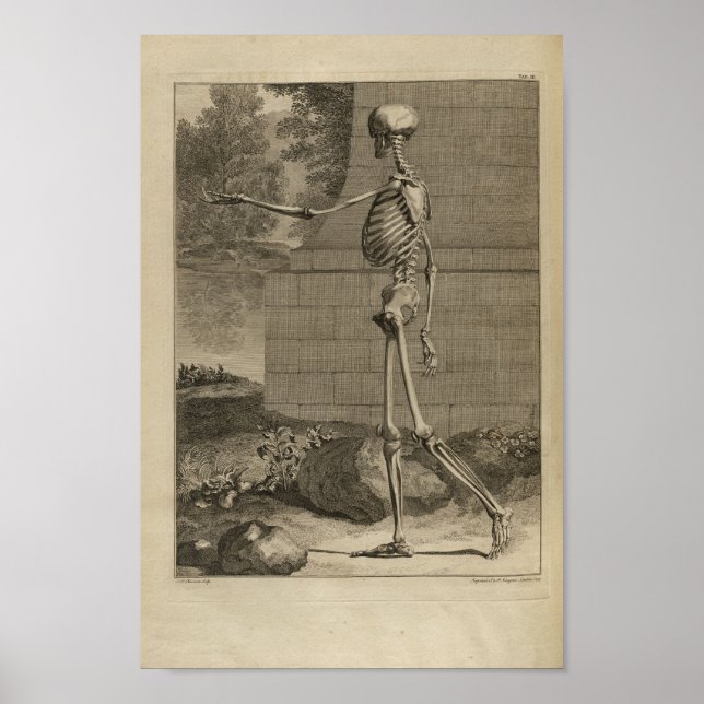 Vintage 1749 Skeleton Anatomy Impressão (Frente)