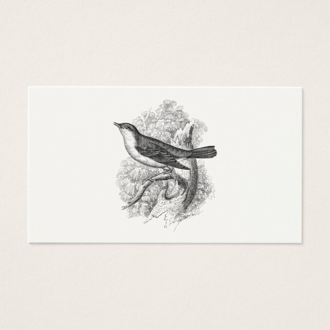 Vintage, 1800s, Aves de Ilustração de Aves Nightin (Frente)