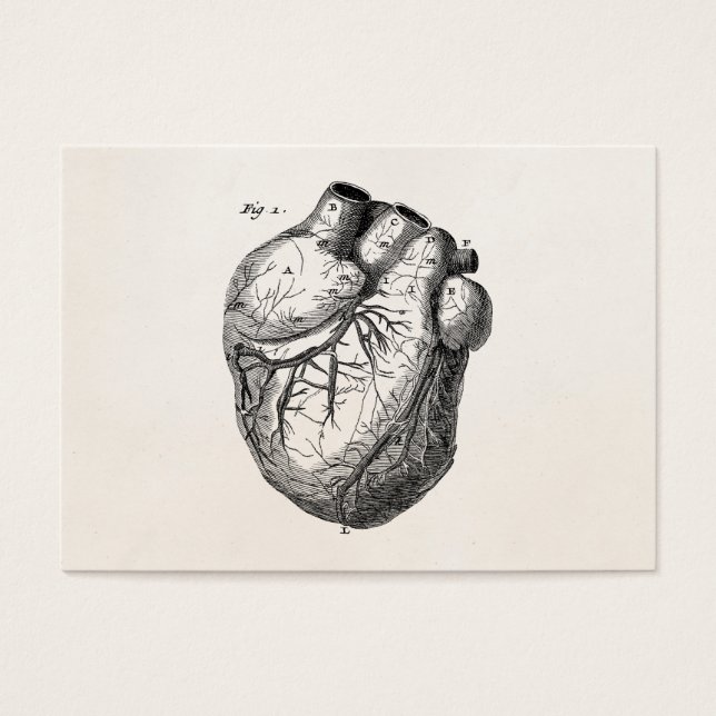 Vintage 1800s Corações de Anatomia Cardíaca Retro  (Frente)