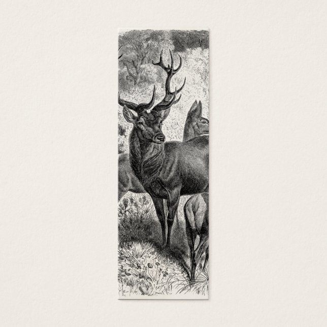 Vintage 1800s Red Deer Illustration Stag Doe Fawn (Frente)