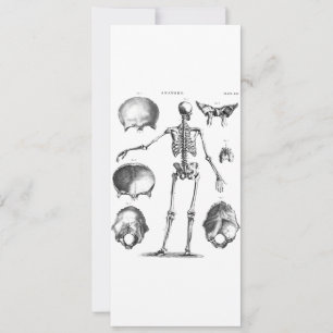 Vintage 1800s Skeleton Antique Anatomy Skeletons