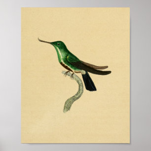 Vintage 1830 Hummingbird Impressão Green