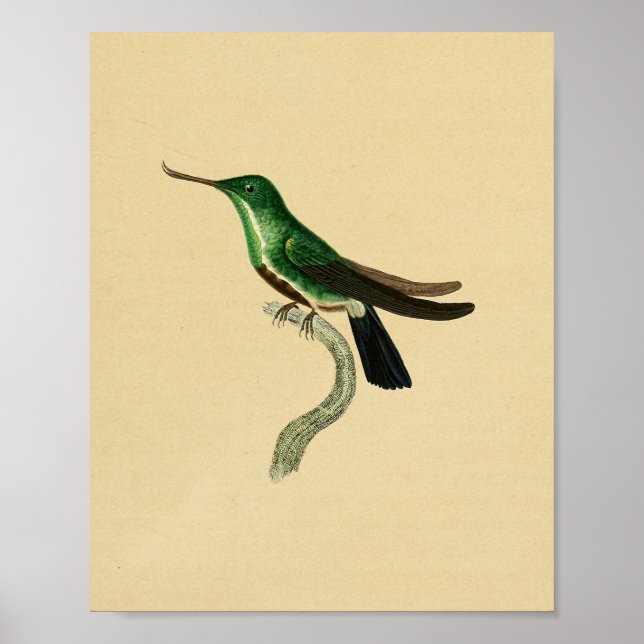 Vintage 1830 Hummingbird Impressão Green (Frente)