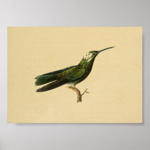 Vintage 1830 Hummingbird Impressão Green