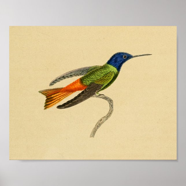 Vintage 1830 Hummingbird Impressão Red Blue (Frente)