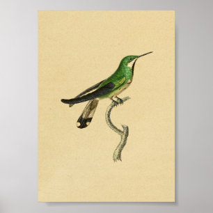Vintage 1830 Hummingbird Impressão Verde