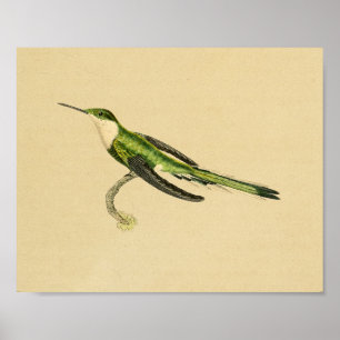 Vintage 1830 Impressão de Hummingbird Preto Verde