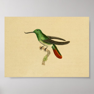 Vintage 1830 Impressão de Hummingbird Vermelho Ve