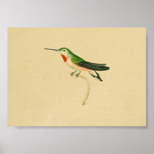 Vintage 1830 Impressão de Hummingbird Vermelho Ve