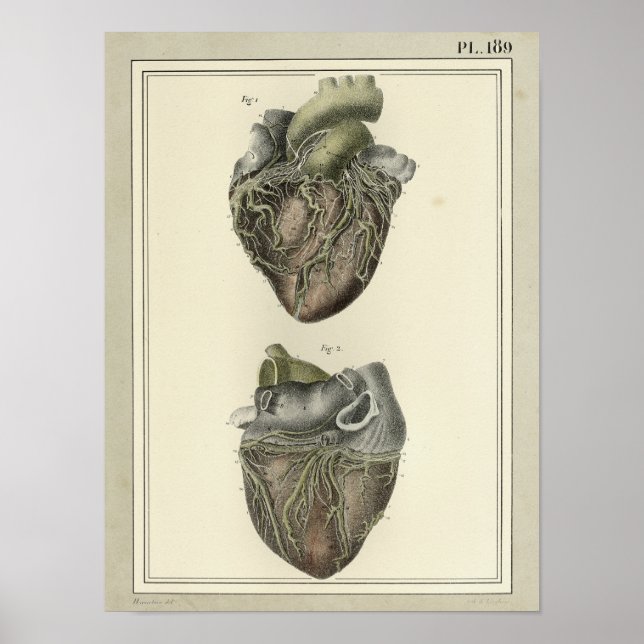 Vintage 1831 Heart Anatomy Impressão (Frente)