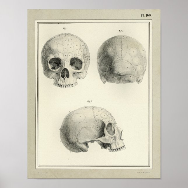 Vintage 1831 Human Skull Anatomy Impressão (Frente)