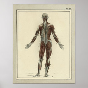 Vintage 1831 Muscles Anatomy Impressão