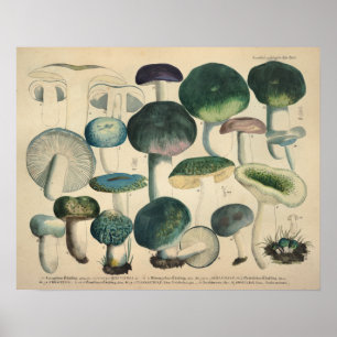 Vintage 1831 Mushroom Variety Green Blue Impressão