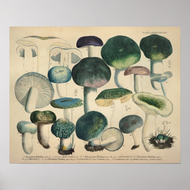 Vintage 1831 Mushroom Variety Green Blue Impressão (Frente)
